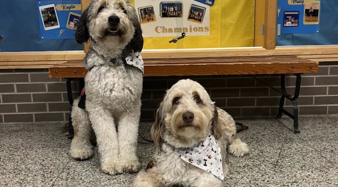Therapy dogs bring joy to students